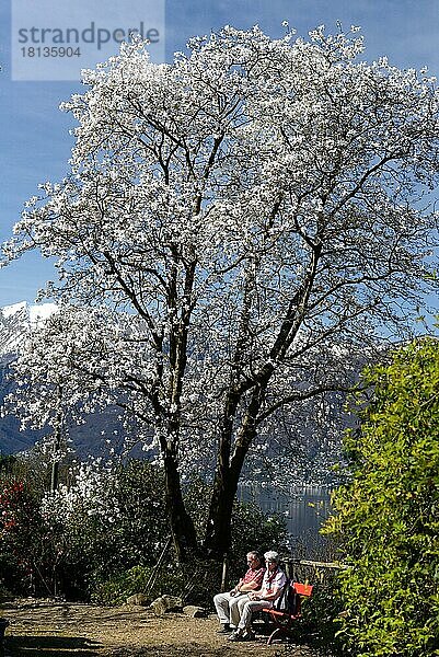 Menschen auf Bank unter Magnolienbaum (Magnolia spec.)  Tessin  Schweiz  Europa