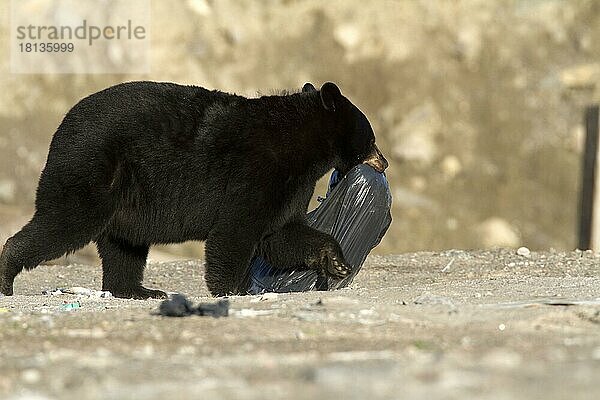 Schwarzbär  Nahrungssuche auf Müllkippe  Churchill Falls  Provinz Labrador und Neufundland (Ursus americanus)  Müllsack  Kanada  Nordamerika