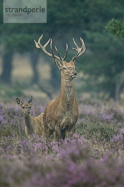 Rothirsche (Cervus elaphus)  Nationalpark Hoge Veluwe  Provinz Gelderland  Niederlande  Europa