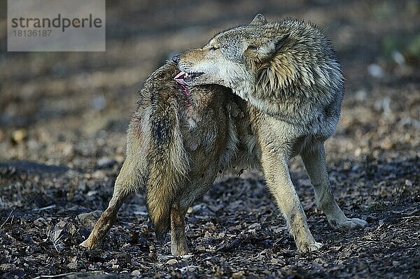 Wolf (Canis lupus)  Wunde leckend  verletzt  Verletzung