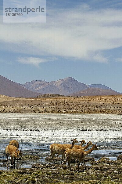 Vicunias (Vicugna vicugna) (Lama vicugna)  Vicuna  Lagune  Altiplano  Chile  Südamerika