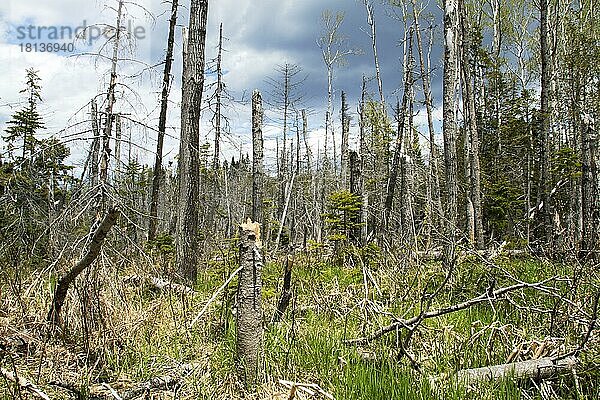 Überfluteter Wald  Umweltveraenderung durch Biber  Forillon Nationalpark  Quebec  Kanada  Nordamerika