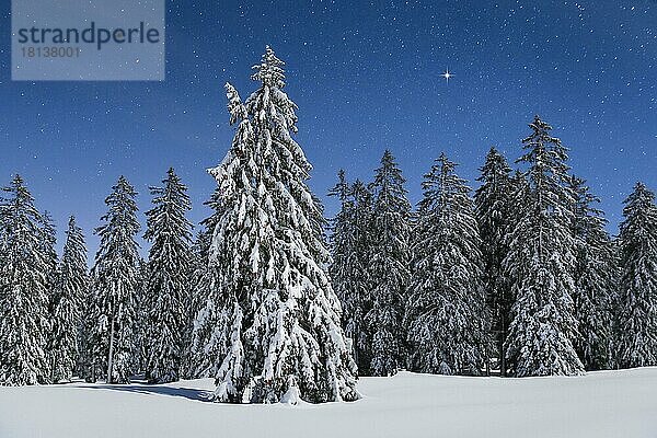 Verschneite Tannen bei Nacht  Schweiz  Europa