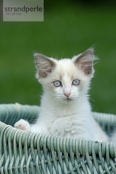 Ragdoll-Katze  Kätzchen in Weidenkorb