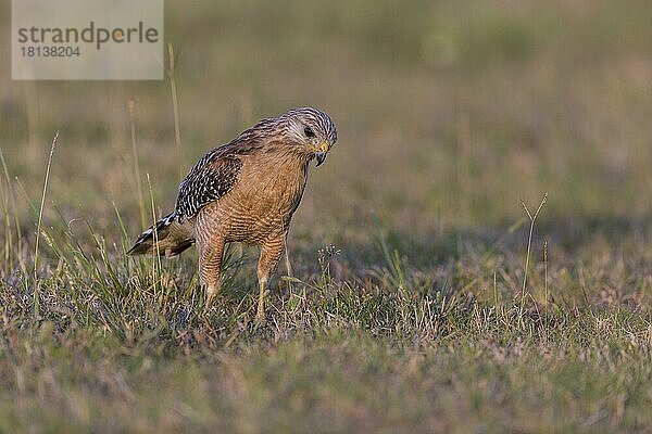 Rotschulterbussard (Buteo lineatus)  Florida