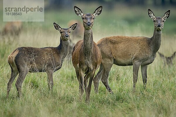 Rothirsche (Cervus elaphus)  Weibchen  Dänemark  Europa