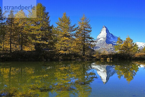 Lärchenwald  Europäische Lärche (Larix europaea)  Matterhorn  Wallis  Schweiz  Europa