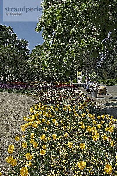 Tulpenblüte  Frühling  Luisenpark  Mannheim  Baden-Württemberg  Deutschland  Europa