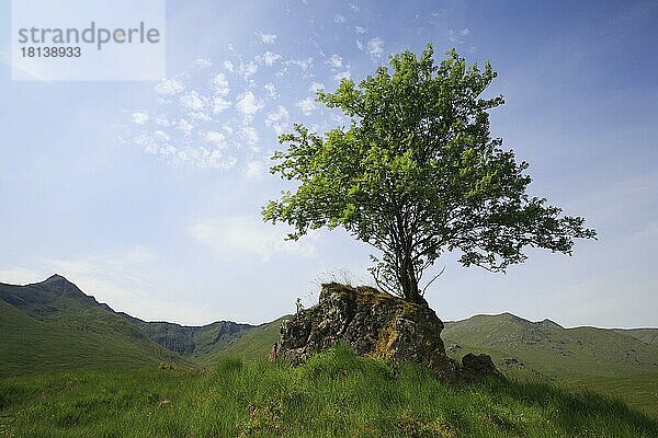 Baum auf Fels  Schottland  Großbritannien  Europa