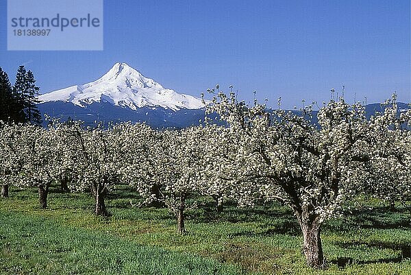 Mount Hood und Apfelplantage mit blühenden Bäumen im Frühling  Hood River Valley  Oregon