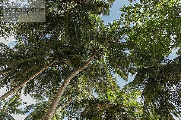 Strand Anse Volbert  Praslin  Seychellen  Afrika