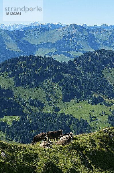 Hausrinder  Hochgrat bei Oberstaufen  Allgäu  Bayern  Deutschland  Kuh  Kühe  Europa