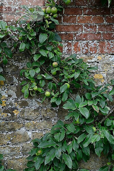 Apfelbaum (Malus spec.) an Spalier gezogen  Spalierobst  England  Großbritannien  Europa