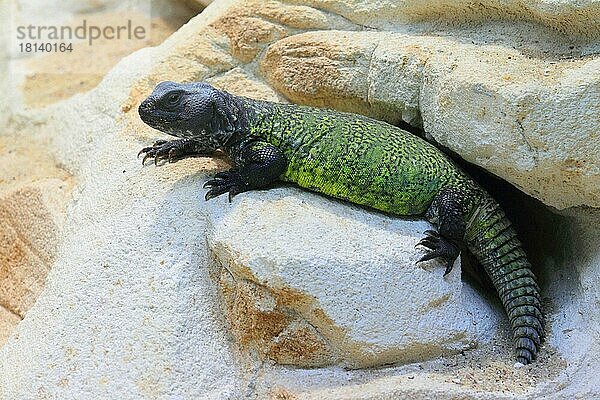 Afrikanische Dornschwanzagame (Uromastix acanthinura)