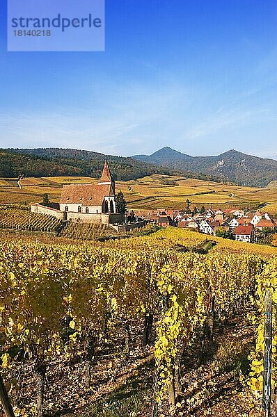 Herbstlich Weinberge rund um die Kirche von Hunawihr  Elsass  Frankreich  Europa