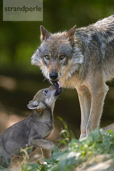 Wolf (Canis lupus) mit Wolfswelpe