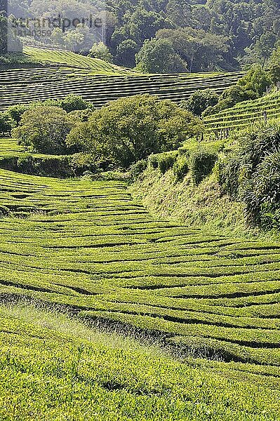 Teeplantage Gorreana  Sao Miguel  Azoren  Portugal  Europa