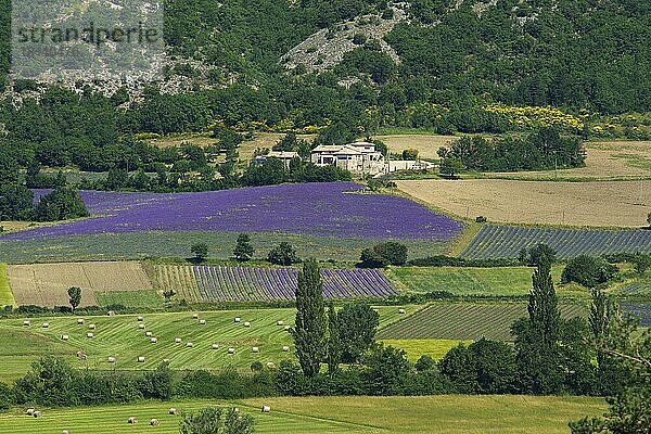 Lavendelfelder bei Sault  Provence  Provence-Alpes-Cote d'Azur  Frankreich  Europa