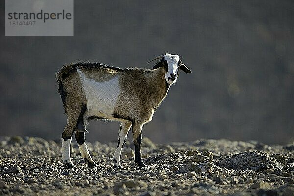 Hausziege (Capra aegagrus hircus)  Fuerteventura  Spanien  Europa