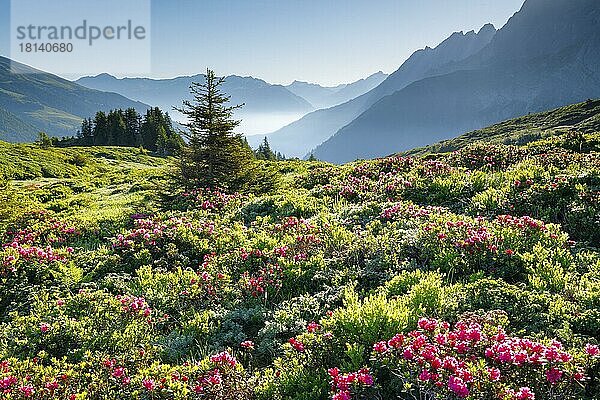 Chalberboden  Bern  Berner Oberland  Schweiz  Europa