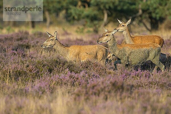 Rothirsch (Cervus elaphus)  Nationalpark Hooge Veluwe  Gelderland  Niederlande  Europa