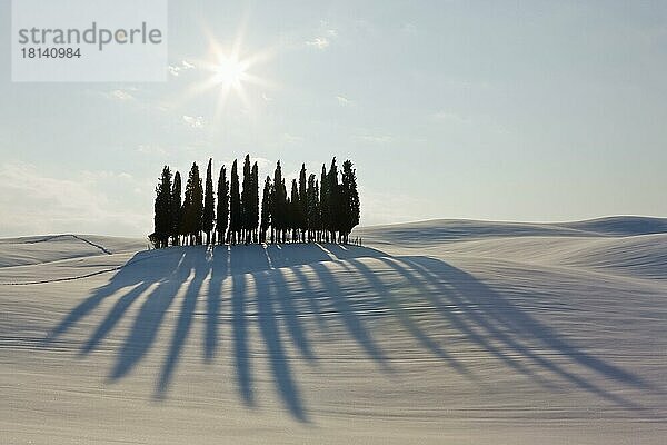 Zypressengruppe in winterlicher Landschaft  San Quirico  Toskana  Italien  Europa