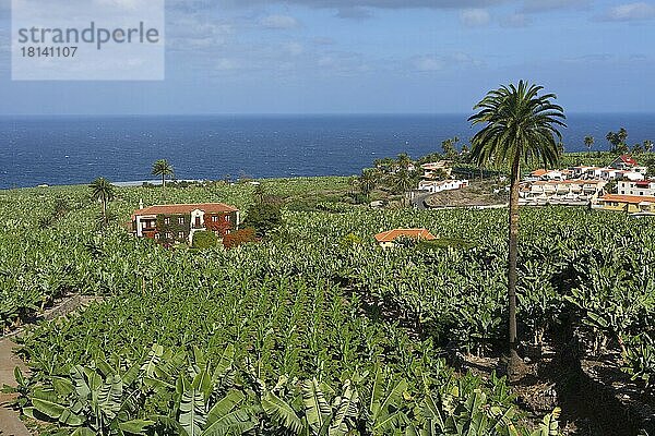 Bananenplantagen  bei Orotava  Teneriffa  Kanarische Inseln  Spanien  Europa