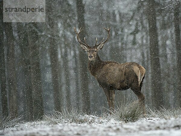 Rothirsch (Cervus elaphus)  Bitburg  Eifel  Rheinlad-Pfalz  Deutschland  Europa