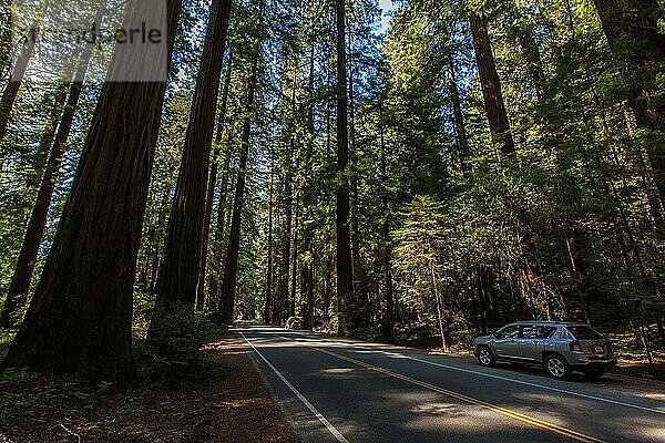 Avenue of the Giants  Humboldt State Park  Kalifornien  USA  Nordamerika