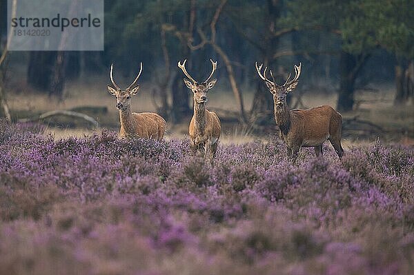 Rothirsch (Cervus elaphus)  Nationalpark Hooge Veluwe  Gelderland  Niederlande  Europa