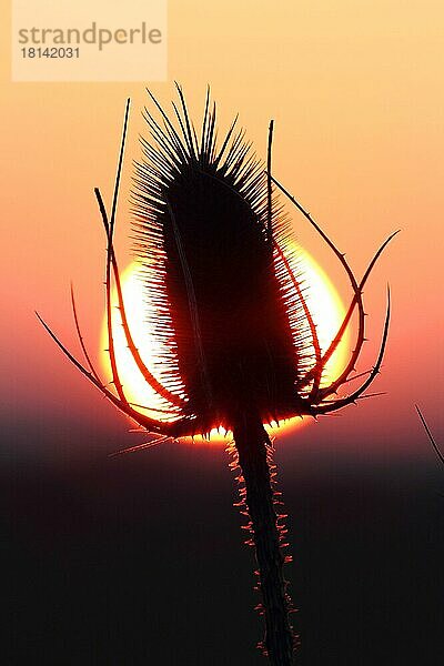 Teesorte (Dipsacus sylvestris) (Dipsacus silvester) (Dipsacus fullonum)  Deutschland  Europa