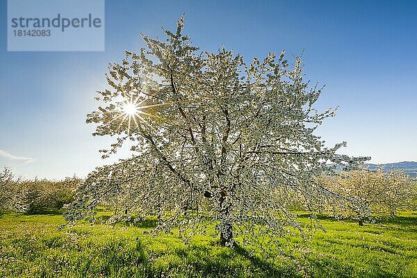 Kirschbäume im Frühling (Prunus avium)  Schweiz  Europa