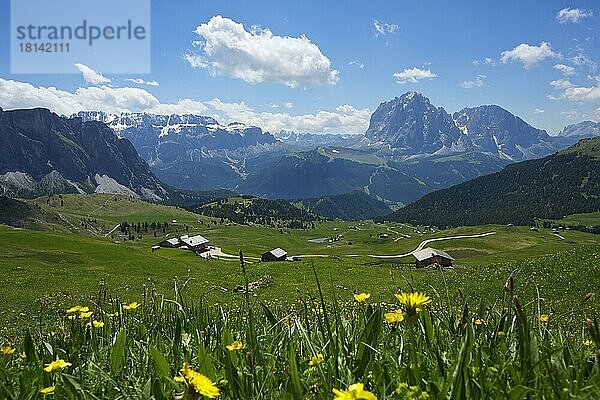 Seceda mit Blick auf Zella-Gruppe  Plattkopfes und Langkofel  Grödnertal  Dolomiten  Trentino Südtirol  Italien  Europa