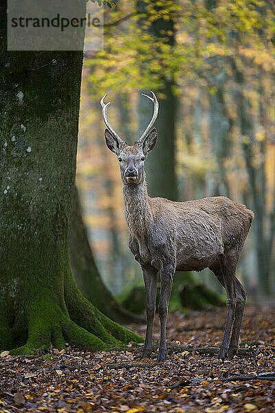 Rothirsch (Cervus elaphus)  Brunft  Rotwild  Herbst  Laubwald  Daun  Rheinland-Pfalz  Deutschland  Europa