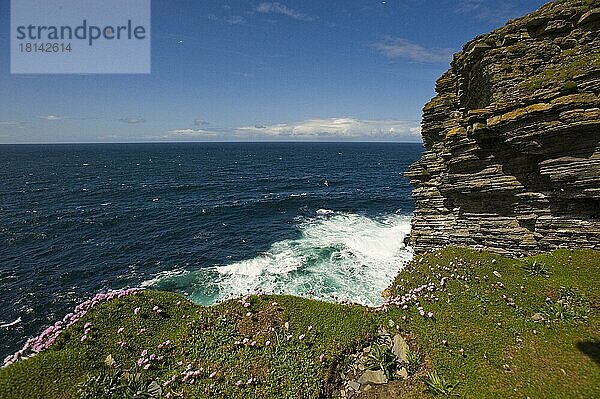 Küste  Orkney-Inseln  Schottland  Felsküste