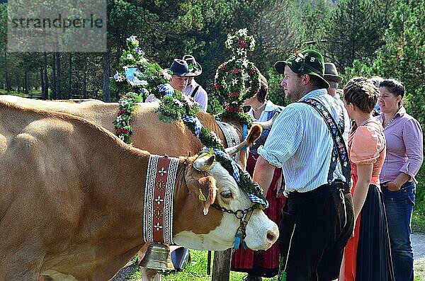 Brauchtum  Tradition  Kühe  geschmückt  Almabtrieb  Bayern  Oberbayern  Isartal  Deutschland  Europa