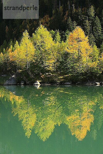 Lärchenwald  Lac de Derborence  Wallis  Schweiz  Europa