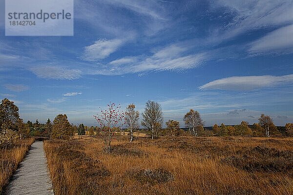 Herbst Im Platten Venn  Königliches Torfmoor  Naturschutzgebiet  Belgien  Europa