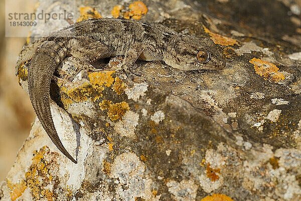 Kanarischer Mauergecko (Tarentola angustimentalis)  Fuerteventura  Spanien  Europa