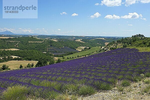 Lavendelfelder in der Provence  Provence  Provence-Alpes-Cote d'Azur  Frankreich  Europa