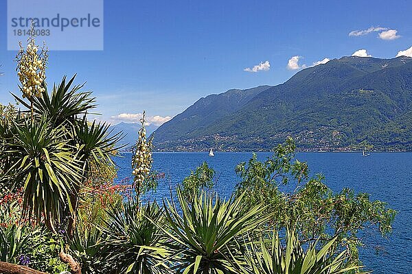Lago Maggiore  Blick von botanischer Garten  Isole di Brissago  Tessin  Langensee  Ticino  Brissago-Inseln  Schweiz  Europa