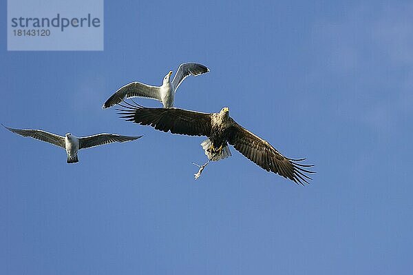 Seeadler (Haliaeetus albicilla) und Silbermöwen (Larus argentatus)   Silbermöwe  freistellbar  Norwegen  Europa