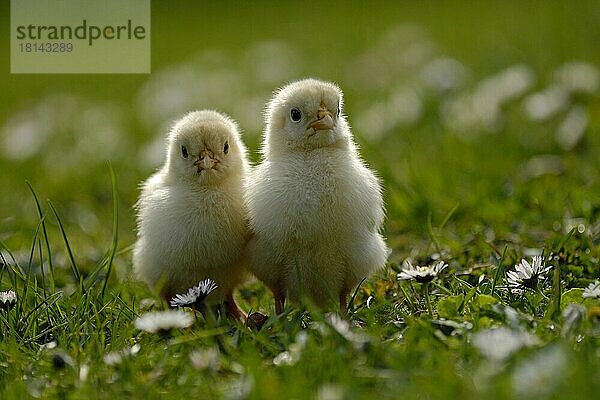 Haushuhn (Gallus gallus domesticus)  zwei Küken