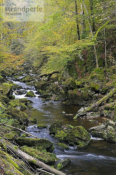 Buchberger Leite  Bachlauf mit Herbstwald  Oktober  Ringelai  Nationalpark Bayerischer Wald  Bayern  Deutschland  Europa