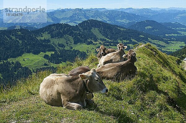 Hausrinder  Hochgrat bei Oberstaufen  Allgäu  Bayern  Deutschland  Kuh  Kühe  Kuhglocke  Europa