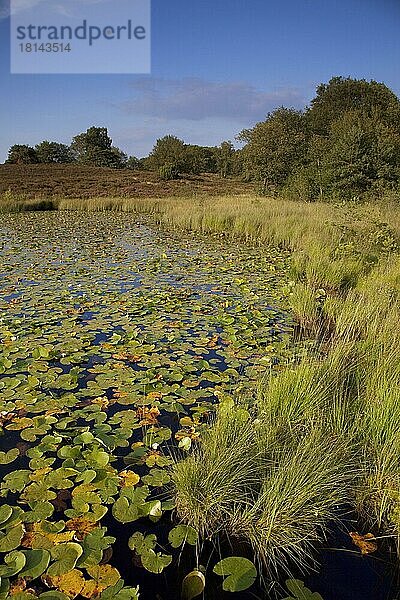 Rolvennen  Nationalpark De Meinweg  Moorteich  Moorweiher  Moorsee  Niederlande  Europa