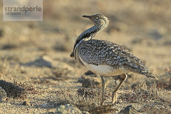 Kragentrappe  Fuerteventura (Clamydotis undulata)  Spanien  Europa