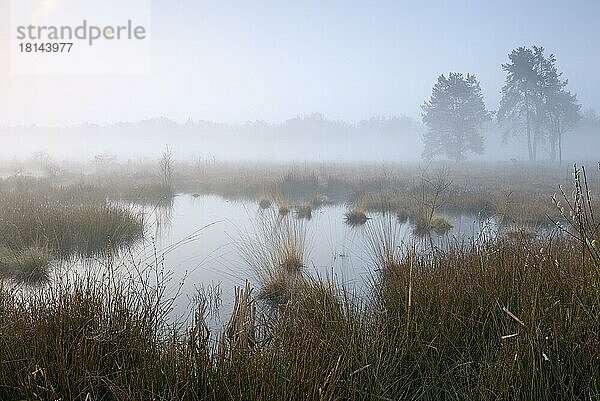 Morgenstimmung im Moor  mit Morgennebel  April  Haaksbergerveen  Haaksbergen  Provinz Overijssel  Niederlande  Europa