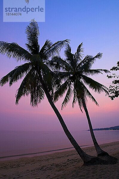 Sonnenuntergang am Lamai Beach  Insel Ko Samui  Thailand  Südthailand  Palmenstrand  Palmen  Asien