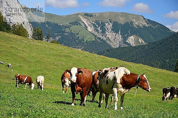 Almwiese  Weide  Kühe  Tirol  Österreich  Europa